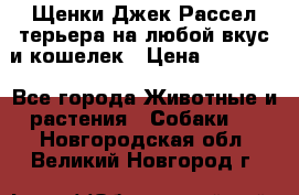 Щенки Джек Рассел терьера на любой вкус и кошелек › Цена ­ 13 000 - Все города Животные и растения » Собаки   . Новгородская обл.,Великий Новгород г.